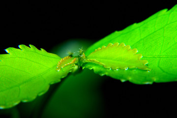 Drop of water on green leaf