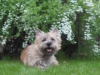 Portrait of a dog lying under a flowering bush.