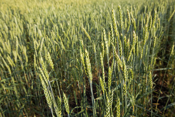 the field of young wheat in perspective