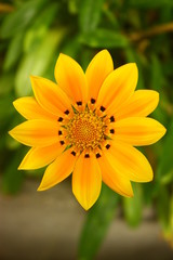 Yellow Flower