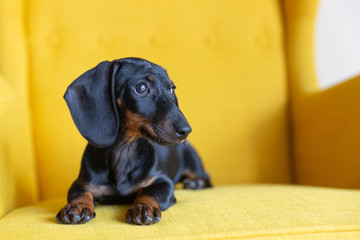 Cute puppy of dachshund