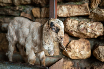 Goat Cubs who eat and play in the pen