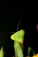 Mantis on pink flower with black background