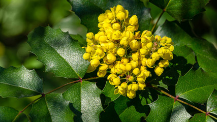 Mahonia aquifolium or Oregon grape blossom in spring garden. Soft selective focus of bright yellow flowers. Wonderful natural background for any idea. There is place for your text