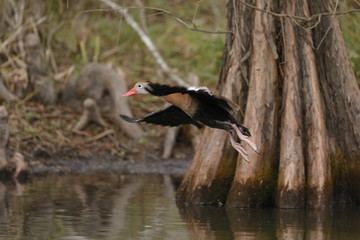 A Black Bellied Whistling Duck flying flying in a Texas Cypress swamp. 