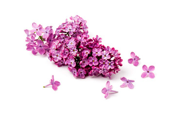 Beautiful blossoming lilac on white background. Space for text