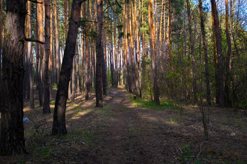 Coniferous forest, a beautiful road in the forest. Walking in the fresh air, beautiful nature,...