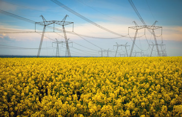 Transmission towers in the middle of a yellow canola field in bloom. High voltage power line at...