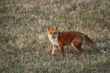red fox looking at me