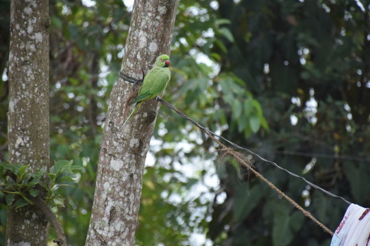 Birds and Butterfly in Sri Lanka 