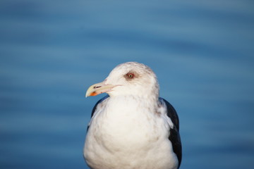 seagull portrait