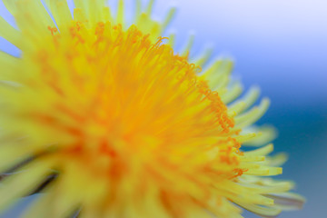 yellow flower on blue background