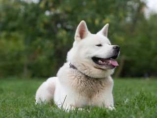 Portrait of a white dog (Akita) lying on green grass.