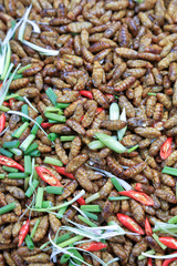 Insect to eat