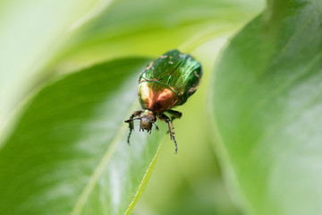 A closeup of a beetle (Cetonia Aurata) on a green leaf with a blurry background