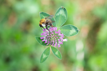 A closeup of a bee on a purple clover flower