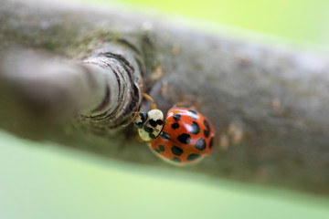 A closeup of a drop of water dripping from a tap with a blurry background