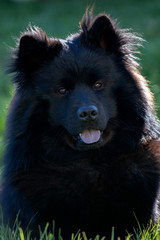 Obraz na płótnie Canvas Portrait of black Eurasian dog