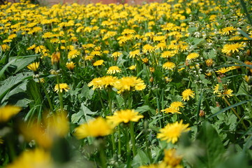 field of yellow dandelions in green grass, Taraxacum