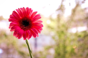 one pink gerbera on window background