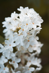 close up of white flower