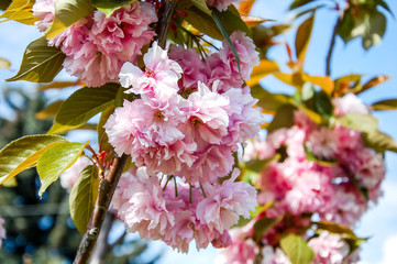 spring Cherry Tree Blossom, sakura