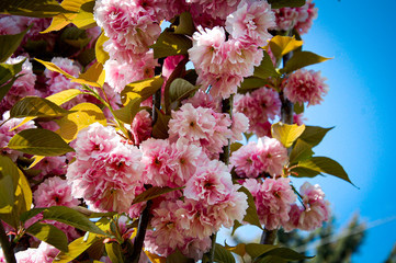 spring Cherry Tree Blossom, sakura