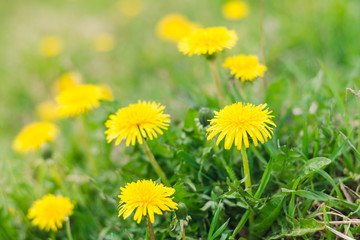Yellow dandelions in a spring green meadow, selective focus