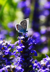 butterfly on a flower