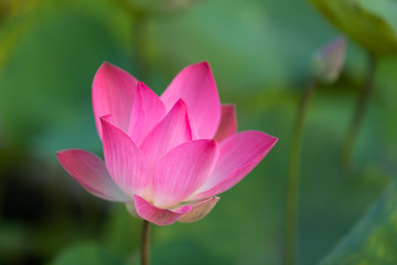 Pink lotus (Nelumbo nucifera) flower with green background