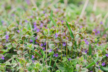 Plant with small purple flowers in a green spring meadow, selective focus