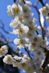 Cherry blossoms © zientas