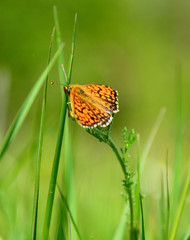 butterfly on a green grass