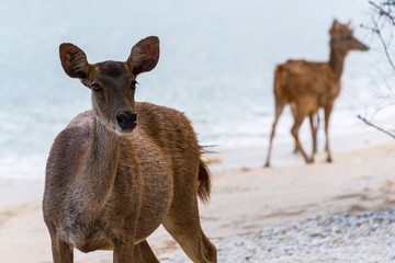 Two deer on the beach