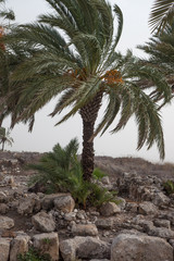 Ruins in Megiddo (Armageddon) with palm trees