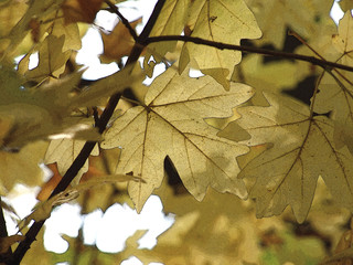 Autumnal forest: yellow maple leaves under the forest canopy. Semi-translucent leaves with stalks and twigs, in low sun lighting; a combined simplified image made of color filling and black pencil