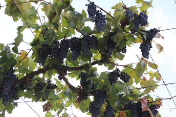 parras