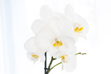 High key closeup of a white orchid