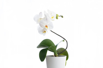 High key photo of a white orchid in a white vase