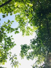 Fototapeta premium green leaves background