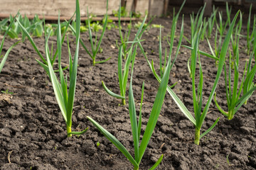 Garden bed of garlic