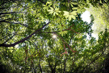 mangrove forest in Lembongan Island, Bali, Indonesia