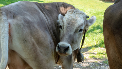 portrait of a brown cattle