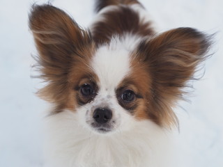 Papillon puppy looks into the lens on a white background