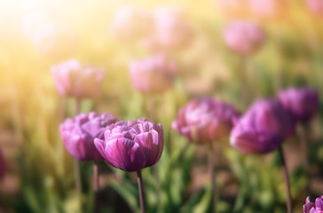 Blooming tulips spring background