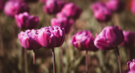 Blooming tulips spring background