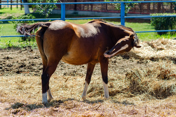A horse or horse of a brown color grazes in a paddock on a Sunny summer day. Eating straw.