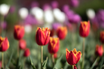 Blooming tulips spring background