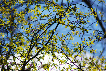 Spring landscape of trees against the sky.