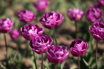 Blooming tulips spring background